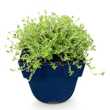 Green boutiQ - Vasteplant - Thymus praecox Albiflorus - Witte kruiptijm - Geurend - Wit - 1 Plant - Pot 11cm - Hoogte 15-25cm