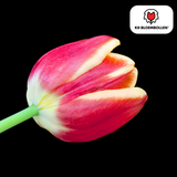 Tulpenbollen Dow Jones — rood-geel gestreept, 20 stuks (maat 11/12)