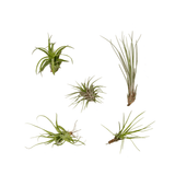 Tillandsia Air mix - 5 stuks - 6 cm - ø6