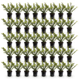 Green boutiQ - 40x Ilex crenata Golden Gem - Japanse Hulst - Haagplanten - Groenblijvend - Geel - Pot 9cm - Hoogte 20-30cm