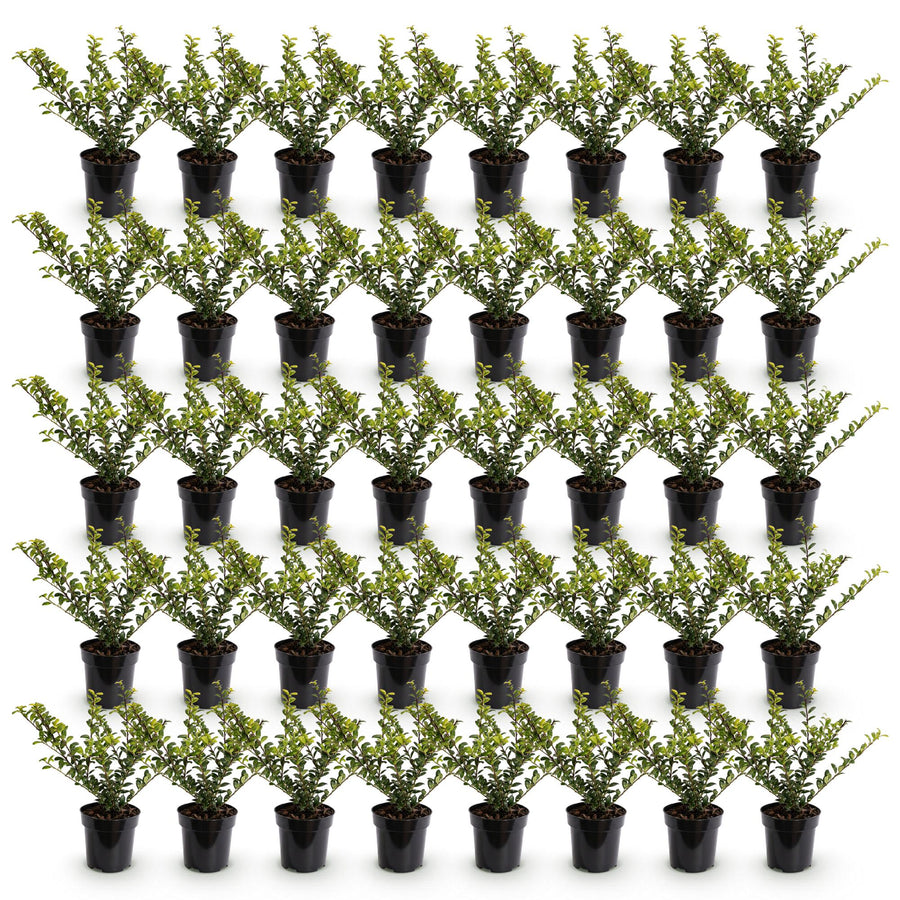 Ilex crenata Golden Gem — Hulsthaag, 40 stuks, 20-30 cm