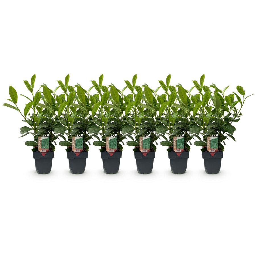 Prunus laurocerasus Rotundifolia — Laurierkershaag, 6 planten (1 strekkende meter), 50 cm