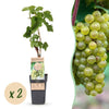 Green boutiQ - Fruitplant - Vitis vinifera Bianca - Druivenplant - Geent - Witte Druif - 2 Planten - Pot 15cm - Hoogte 50cm