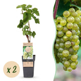 Green boutiQ - Fruitplant - Vitis vinifera Bianca - Druivenplant - Geent - Witte Druif - 2 Planten - Pot 15cm - Hoogte 50cm