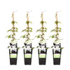 4x - Clematis Montana 'Grandiflora' - ↨65cm - Ø15