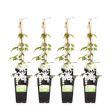 4x - Clematis Montana 'Grandiflora' - ↨65cm - Ø15