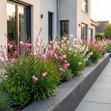 Green boutiQ - Vasteplant - Gaura Duo - Prachtkaars - Bijen en Vlinderlokkers - Roze - Wit - 12 Planten - Pot 11cm - Hoogte 15-25cm