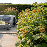 Green boutiQ - Fruitplanten - Framboos - Rubus idaeus Fallgold - Winterhard - 3 Planten - Pot 9 cm - Gele Framboos