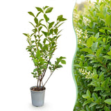 Green boutiQ - 16x Ligustrum ovalifolium - Gewone Liguster - Haagplanten - Groenblijvend - Groen - Pot 9cm - Hoogte 35-45cm