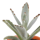 Cactus en vetplanten mix 5.5 cm | 15 stuks - in Mexicaanse pot