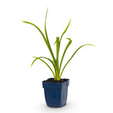 Green boutiQ - Vasteplant - Hemerocallis Summer Wine - Daglelie - Bijen en Vlinderlokkers - Paars - 1 Plant - Pot 11cm - Hoogte 15-25cm