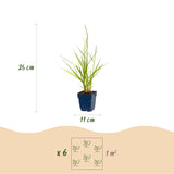 Green boutiQ - Grassen - Pennisetum or. Fairy Tales - Lampenpoetsergras - Met Pluim - Groen - 6 Planten - Pot 11cm - Hoogte 15-25cm