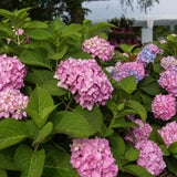 Green boutiQ - Tuinplant - Hydrangea Endles Summer The Original Pink - Hortensia - Winterhard - Roze - 4 Planten - Pot 14cm - Hoogte 20-25cm