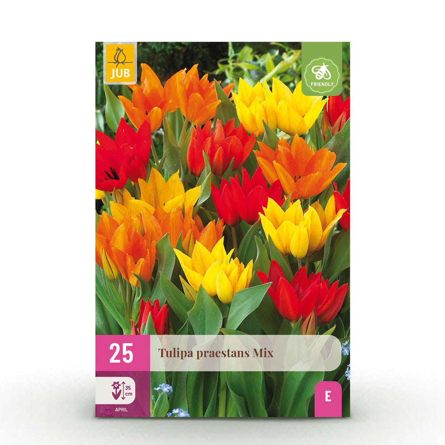 Tulpenbollen Praestans mix — gemengde kleuren, 25 stuks (bolmaat 8/9)