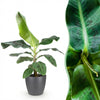 Green BoutiQ - Kamerplanten - Musa acuminata Dwarf Cavendisch - Bananenplant - Weinig onderhoud - Groen - 1 Plant - met Potter Grijs - Pot 21cm - Hoogte 70-75cm