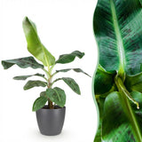 Green BoutiQ - Kamerplanten - Musa acuminata Dwarf Cavendisch - Bananenplant - Weinig onderhoud - Groen - 1 Plant - met Potter Grijs - Pot 21cm - Hoogte 70-75cm