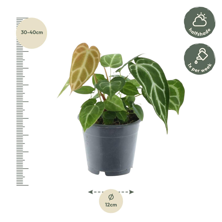 Anthurium Chrystallium – 35 cm hoog (foto 2)