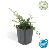 24x Cotoneaster pr. 'Streib's Findling' - ↕10-25cm - Ø9cm