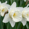 60x Narcissus Mount Hood - Trompetnarcis - Wit - Voorjaarsbloeier - Bolmaat 10/12