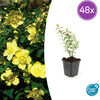 48x Hypericum 'Hidcote' - ↕10-25cm - Ø9cm