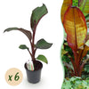 Green boutiQ - Fruitplant - Bananen plant - Ensete ventricosum Maurelli - Winterhard - 6 planten - Pot 17cm Hoogte 40cm
