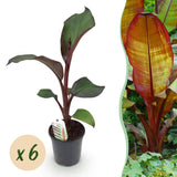 Green boutiQ - Fruitplant - Bananen plant - Ensete ventricosum Maurelli - Winterhard - 6 planten - Pot 17cm Hoogte 40cm