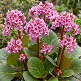Green boutiQ - Vasteplant - Bergenia cordifolia - Schoenlappersplant - Schaduw - Roze - 12 Planten - Pot 11cm - Hoogte 15-25cm
