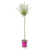 Salix Flamingo - Ø23cm - ↕140-160cm