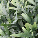 Green boutiQ - Kamerplant - Phlebodium aureum Blue Star - Blauwe Varen - Huisdiervriendelijke Plant - Blauw - 1 Plant - met Mand - Pot 12cm - Hoogte 25cm