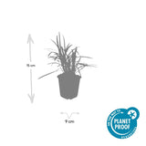 6x Liriope muscari 'Monroe White' - ↕10-25cm - Ø9cm
