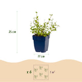 Green boutiQ - Vasteplant - Nepeta rac. Grog - Kattenkruid - Bijen- en vlinderlokkers - Blauw - 24 Planten - Pot 11cm - Hoogte 15-25cm