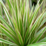 Green BoutiQ - Green is... Kamerplanten - Dracaena Marginata Bicolor - Drakenbloedboom - Weinig onderhoud - Groen - 1 Plant - Pot 21cm - Hoogte 90-100cm