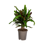 Codiaeum 'Croton' Mamey Ø17cm - ↕40 - 60cm