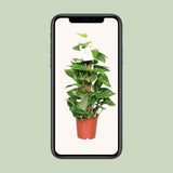 Epipremnum Aureum- Ø15cm - ↕60cm