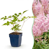 Green boutiQ - Vasteplant - Astilbe (J) Europa - Pluimspirea - Schaduw - Roze - 1 Plant - Pot 11cm - Hoogte 15-25cm