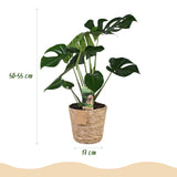 Green BoutiQ - Green is... Kamerplanten - Monstera Deliciosa - Gatenplant - Weinig onderhoud - met mand - Groen - 1 Plant - Pot 17cm - Hoogte 50-55cm