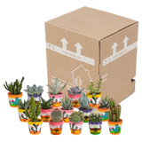 Cactus en vetplanten mix 5.5 cm | 15 stuks - in Mexicaanse pot