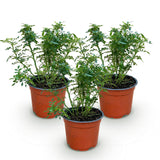 Green boutiQ - Tuin Roos - Rosa Cutie Pie - Roos - Winterhard - Roze - 3 Planten - Pot 12cm - Hoogte Hoogte 20-25cm