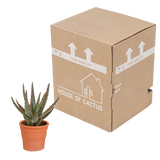 Aloë zebrina Dannyz 10,5cm - in terracotta pot