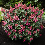 Green boutiQ - Tuinplant - Hydrangea panniculata Living Infinity - Pluimhortensia - Winterhard - Wit - 3 Planten - Pot 12cm - Hoogte Hoogte 20-30cm