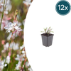 12x Gaura l. 'Whirling Butterflies' - ↕10-25cm - Ø9cm