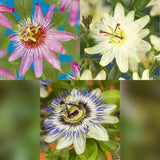 Green boutiQ - Passiebloem - Passiflora Tricolour- Bloem Roze Wit Paars - Weinig onderhoud - 3 planten - Pot 11cm Hoogte 40cm