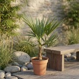 Trachycarpus Fortunei - 85-100cm - Ø21