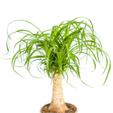 Beaucarnea Recurvata Stam Ø17cm - ↕40 - 60cm