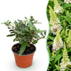 Green boutiQ - Tuinplant - Buddleja davidii Butterfly Candy Little White - Vlinderstruik - Compact - Wit - 1 Plant - Pot 12cm - Hoogte 20-25cm