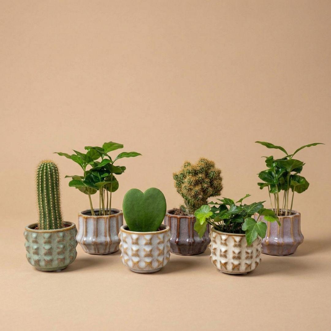 Plant set van 6 met pot set San Juan - Cactus mix - Ø 6 cm