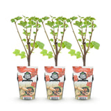 Green boutiQ - Fruitplanten - Rode Bes - Ribes rubrum Jonkheer van Tets- Winterhard - 3 Planten - Pot 9 cm - Rode Bes