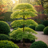 Green boutiQ - Tuinplant - Acer palmatum Emerald Lace - Groen - 3 Planten - Bladverliezend - Weinig Onderhoud - Pot 12cm Hoogte 35cm