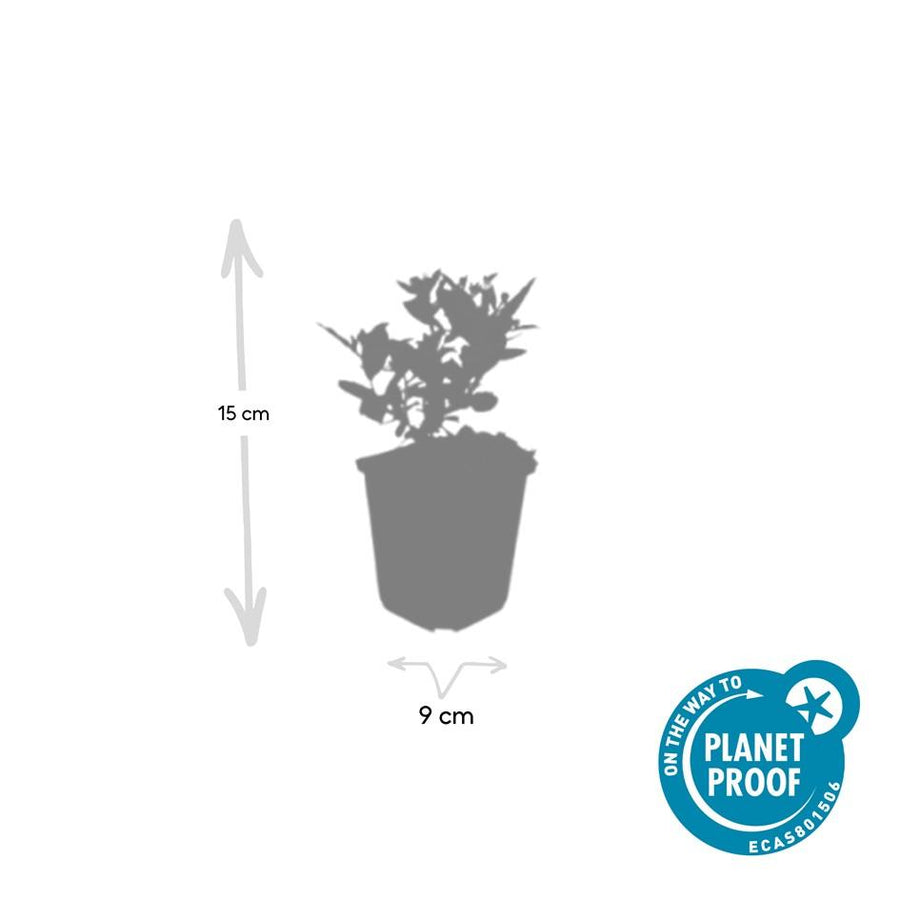 Aster ageratoides 'Stardust' – 60 planten · pot Ø9 cm · 10-25 cm hoog (foto 3)