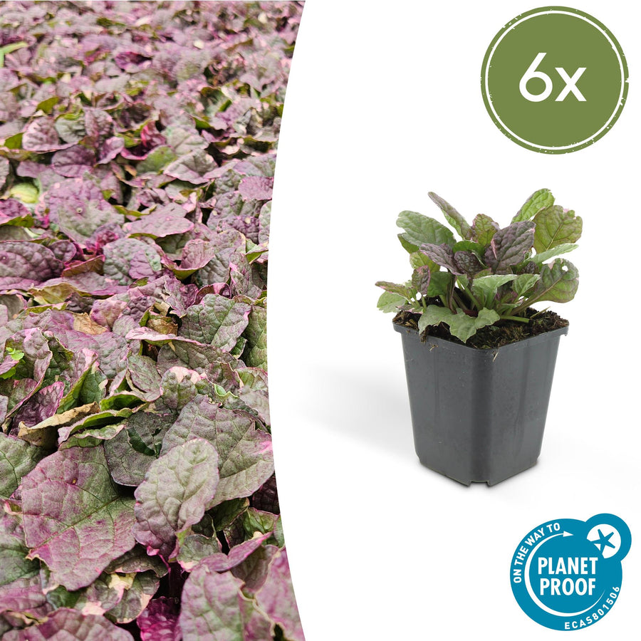 Ajuga reptans 'Burgundy Glow' – 6 planten · pot Ø9 cm · 10-25 cm hoog